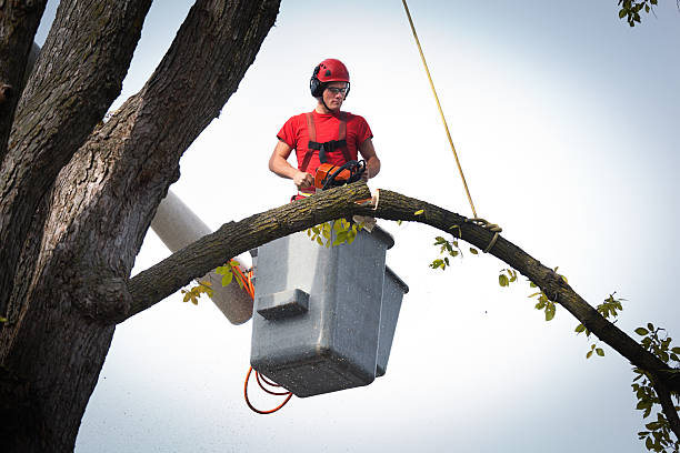 Best Tree Disease Treatment  in Monona, WI